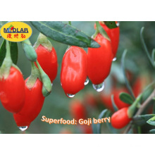 Bagas de Goji de frutas de saúde tradicional chinesa (Wolfberry) -380PCS / 50g